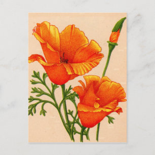 Kalifornien-Mohn in Orange Postkarte