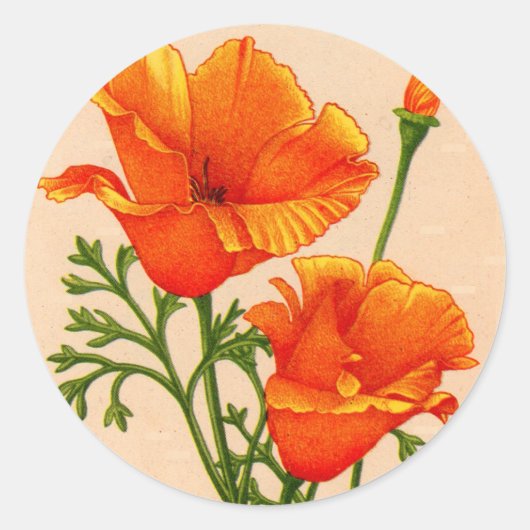 Kalifornien-Mohn in Orange Runder Aufkleber (Vorderseite)