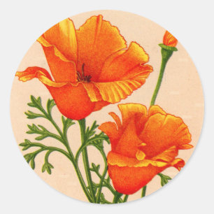 Kalifornien-Mohn in Orange Runder Aufkleber