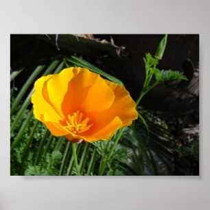 Kalifornien-Mohnblume (Eschscholzia Californica) Poster