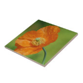 Kalifornien-Mohnblume Fliese (Seite)