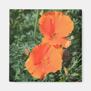 Kalifornien-Mohnblumen-Blumen-Magnet Magnet