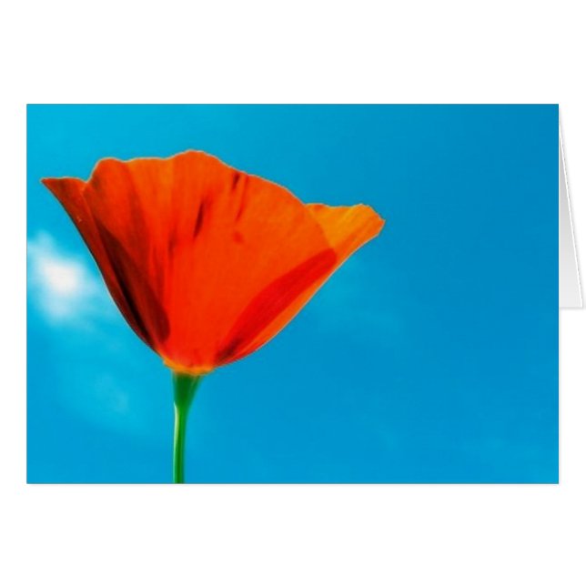 Kalifornien-Mohnblumen-Karte (Vorderseite (Horizontal))