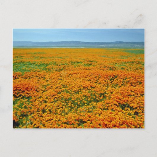 Kalifornien-Pappi in blühenden Blume Postkarte (Vorderseite)