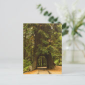 Kalifornien | Redwood Drive Thru Tree Postkarte (Stehend Vorderseite)