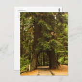 Kalifornien | Redwood Drive Thru Tree Postkarte (Vorne/Hinten)
