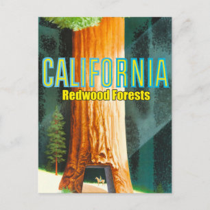 Kalifornien, Redwood-Wald, Großer Baum, Sequoia Postkarte