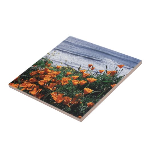 Kalifornien, Riesenküste, Kalifornien-Mohn Fliese (Seite)