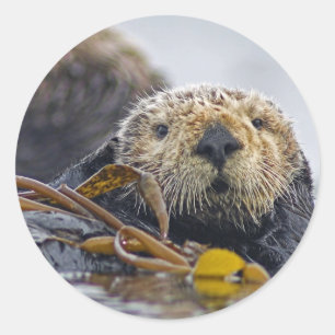 Kalifornien-Seeotter Runder Aufkleber