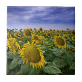 Kalifornien-Sonnenblume-Felder Fliese (Vorderseite)