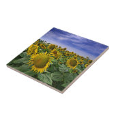 Kalifornien-Sonnenblume-Felder Fliese (Seite)