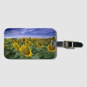 Kalifornien-Sonnenblume-Felder Gepäckanhänger