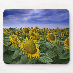 Kalifornien-Sonnenblume-Felder Mousepad