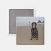 Kalifornien, USA Magnet (Vorderseite/Rückseite)