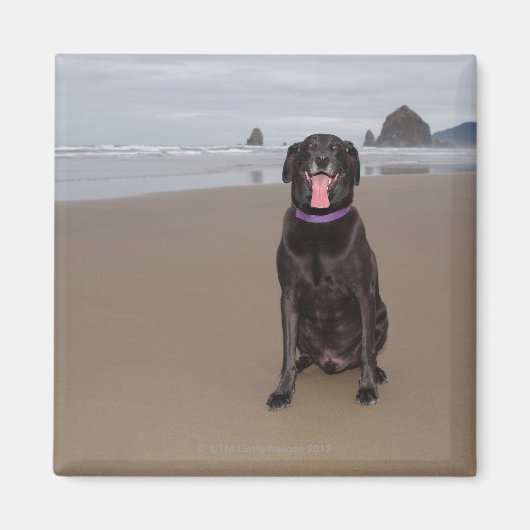 Kalifornien, USA Magnet (Vorne)