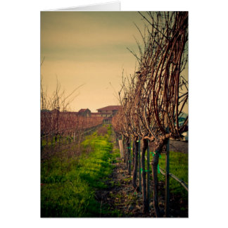 Kalifornien-Weinberge