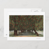 KalifornienGroves of Pepper Trees Postkarte (Vorne/Hinten)