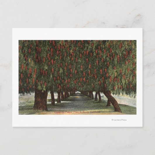 KalifornienGroves of Pepper Trees Postkarte (Vorderseite)