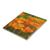 Kalifornienmohn Fliese (Seite)