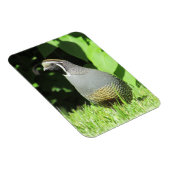 Kaliforniens Quälerei im Sonnenscheinmagnet Magnet (Rechte Seite)