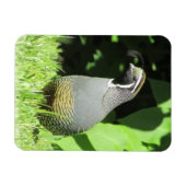 Kaliforniens Quälerei im Sonnenscheinmagnet Magnet (Horizontal)