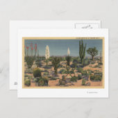 KalifornienSorten von Wüstenkakteen Postkarte (Vorne/Hinten)