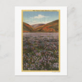 KalifornienWilde Lupine-Blume in Bloom Postkarte (Vorderseite)