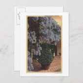 KalifornienWisteria Pflanze in Bloom Postkarte (Vorne/Hinten)