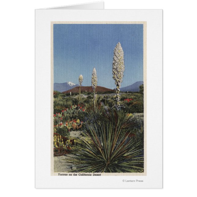 KalifornienYucca Kakteen in Bloom in Wüste (Vorne)