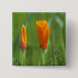 Kalifornische goldene Mohnblumen auf einem grünen Button