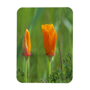 Kalifornische goldene Mohnblumen auf einem grünen Magnet
