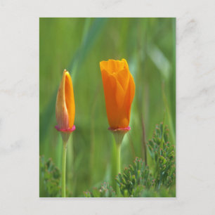 Kalifornische goldene Mohnblumen auf einem grünen  Postkarte