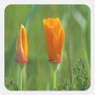 Kalifornische goldene Mohnblumen auf einem grünen Quadratischer Aufkleber
