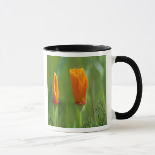 Kalifornische goldene Mohnblumen auf einem grünen  Tasse