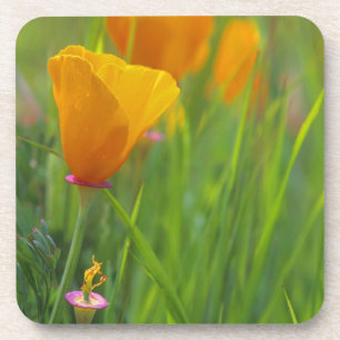 Kalifornische goldene Mohnblumen auf einem grünen  Untersetzer