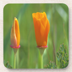 Kalifornische goldene Mohnblumen auf einem grünen Untersetzer