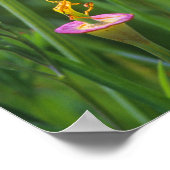 Kalifornische Goldmohn auf einem grünen Feld Poster (Ecke)