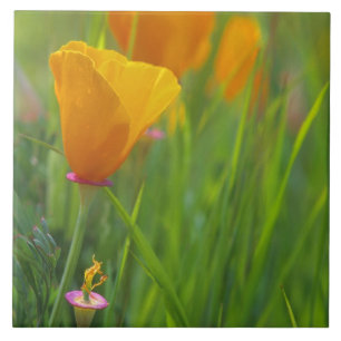 Kalifornische Goldmohnblumen auf einem grünen Feld Fliese