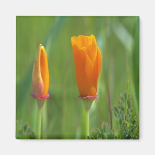 Kalifornische Goldmohnblumen auf einem grünen Feld Magnet