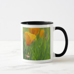 Kalifornische Goldmohnblumen auf einem grünen Feld Tasse