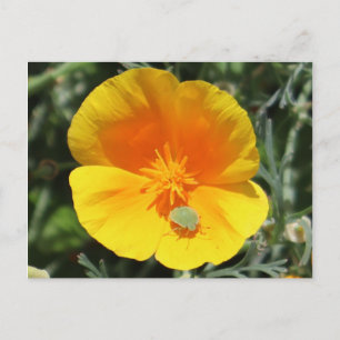 Kalifornische Mohn mit Bug Postkarte