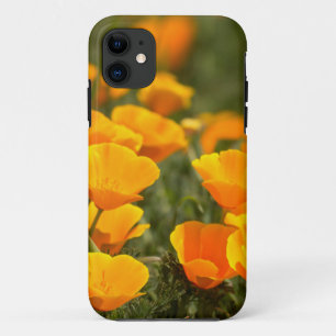 Kalifornische Mohnblumen, Montana de Oro State Par iPhone 11 Hülle