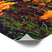 Kalifornische Pappenwälder, die einen Hang bedecke Poster (Ecke)