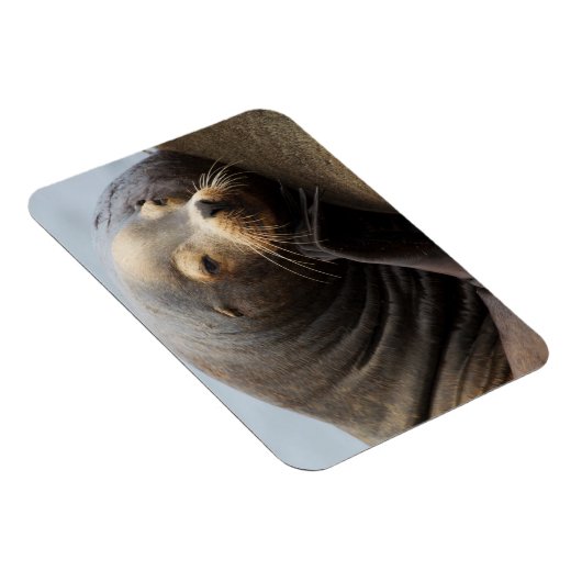 Kalifornische Seelenruhe Magnet (Rechte Seite)