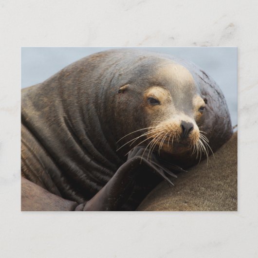 Kalifornische Seelenruhe Postkarte (Vorderseite)