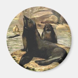 Kalifornische Seelöwen von CE Swan, Vintage-Tiere Magnet