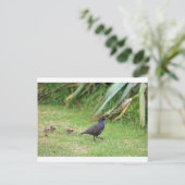 Kalifornische Wachtelbank Postkarte (Stehend Vorderseite)