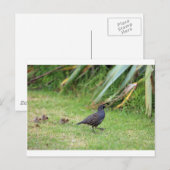 Kalifornische Wachtelbank Postkarte (Vorne/Hinten)