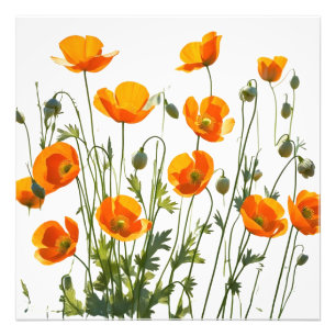 kalifornische/walisische Poppies. Hochauflösender  Fotodruck