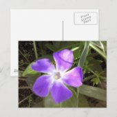 Kalifornische Wildblume Postkarte (Vorne/Hinten)